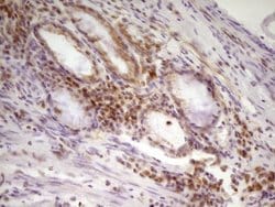 SP110 Mouse anti-Human, Clone: OTI2A1, lyophilized, TrueMAB 100 &mu;g;