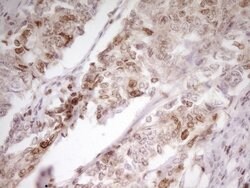 SP110 Mouse anti-Human, Clone: OTI2A1, lyophilized, TrueMAB 100 &mu;g;