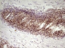 SP110 Mouse anti-Human, Clone: OTI2A1, lyophilized, TrueMAB 100 &mu;g;