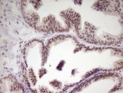 SP110 Mouse anti-Human, Clone: OTI2A1, lyophilized, TrueMAB 100 &mu;g;