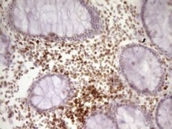 SP110 Mouse anti-Human, Clone: OTI2A1, lyophilized, TrueMAB 100 &mu;g;