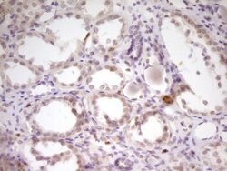 SP110 Monoclonal Antibody (OTI2A1), TrueMAB , OriGene 30 &mu;L; Unconjugated:Antibodies,