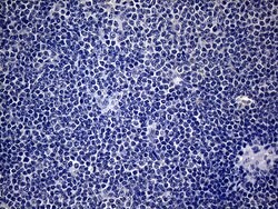 SP110 Mouse anti-Human, Clone: OTI1H5, lyophilized, TrueMAB 100 &mu;g;