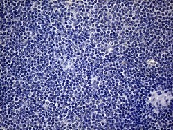 SP110 Monoclonal Antibody (OTI1H5), TrueMAB , OriGene 30 &mu;L; Unconjugated:Antibodies,