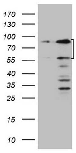 SP110 Mouse anti-Human, Clone: OTI4C1, TrueMAB , Origene 30 &mu;L; Unconjugated:Antibodies,