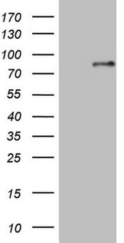 SP110 Monoclonal Antibody (OTI1C3), TrueMAB , OriGene:Antibodies:Primary