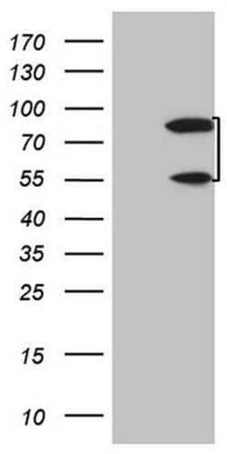SP110 Mouse anti-Human, Clone: OTI2A1, lyophilized, TrueMAB 100 &mu;g;