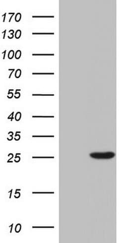 SPA17 Monoclonal Antibody (OTI2G6), TrueMAB , OriGene 100 &mu;L; Unconjugated:Antibodies,