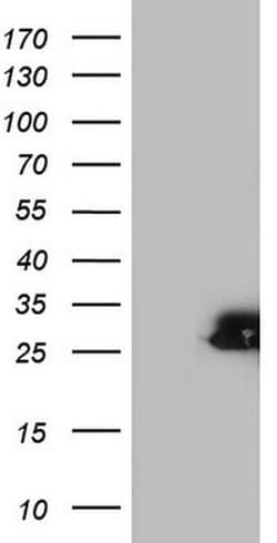 SPA17 Monoclonal Antibody (OTI4A2), TrueMAB , OriGene 100 &mu;L; Unconjugated:Antibodies,