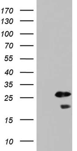 SPA17 Monoclonal Antibody (OTI1H6), TrueMAB , OriGene 100 &mu;L; Unconjugated:Antibodies,