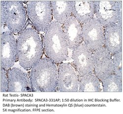 SPACA3 Rabbit anti-Human, Mouse, Rat, Polyclonal, FabGennix 200 &mu;L;