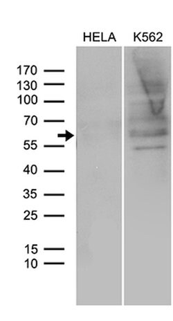 SPAG4 Mouse anti-Human, Clone: OTI3E9, lyophilized, TrueMAB 100 &mu;g;