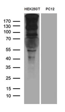 SPAG5 Monoclonal Antibody (OTI2F2), TrueMAB , OriGene 30 &mu;L; Unconjugated:Antibodies,