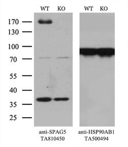 SPAG5 Monoclonal Antibody (OTI3F9), TrueMAB , OriGene 30 &mu;L; Unconjugated:Antibodies,