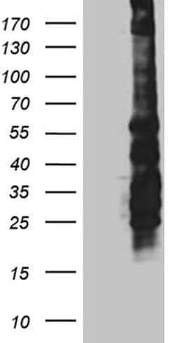 SPAG5 Mouse anti-Human, Clone: OTI3F10, lyophilized, TrueMAB 100 &mu;g;