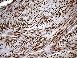 SPANXB1 Mouse anti-Human, Clone: OTI1E11, liquid, TrueMAB 100 &mu;L; Unconjugated:Antibodies,