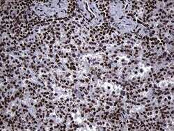 SPANXB1 Mouse anti-Human, Clone: OTI6G2, liquid, TrueMAB 100 &mu;L; Unconjugated:Antibodies,