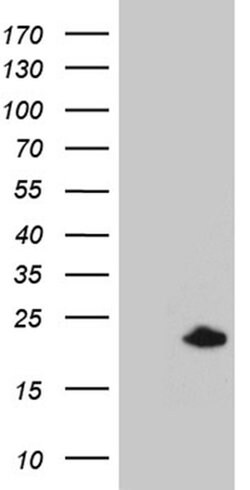 SPANXB1 Mouse anti-Human, Clone: OTI1E11, liquid, TrueMAB 100 &mu;L; Unconjugated:Antibodies,