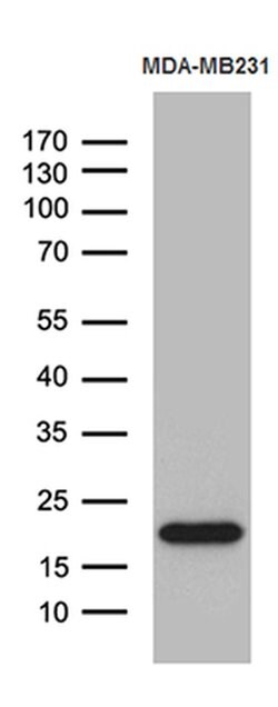 SPANXB1 Mouse anti-Human, Clone: OTI1E11, liquid, TrueMAB 100 &mu;L; Unconjugated:Antibodies,