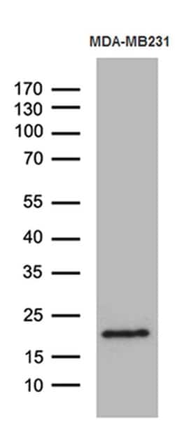 SPANXB1 Mouse anti-Human, Clone: OTI6G2, liquid, TrueMAB 100 &mu;L; Unconjugated:Antibodies,