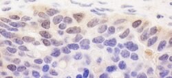 SPATA2 Rabbit anti-Human, Polyclonal, Bethyl Laboratories 100 &mu;L; Unconjugated:Antibodies,