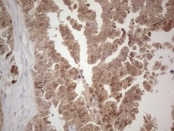 SPATA22 Monoclonal Antibody (OTI6H9), TrueMAB , OriGene 100 &mu;L; Unconjugated:Antibodies,