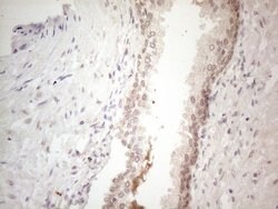SPATA22 Monoclonal Antibody (OTI6H9), TrueMAB , OriGene 100 &mu;L; Unconjugated:Antibodies,