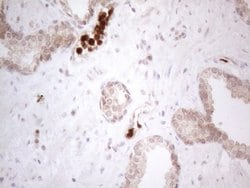 SPATA22 Monoclonal Antibody (OTI6H9), TrueMAB , OriGene:Antibodies:Primary