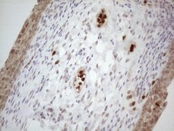 SPATA22 Monoclonal Antibody (OTI6H9), TrueMAB , OriGene:Antibodies:Primary