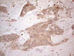 SPATA22 Monoclonal Antibody (OTI6H9), TrueMAB , OriGene 100 &mu;L; Unconjugated:Antibodies,