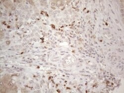 SPATA22 Monoclonal Antibody (OTI6H9), TrueMAB , OriGene 100 &mu;L; Unconjugated:Antibodies,