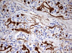 SPATA2L Monoclonal Antibody (OTI3H8), TrueMAB , OriGene 100 &mu;L; Unconjugated:Antibodies,