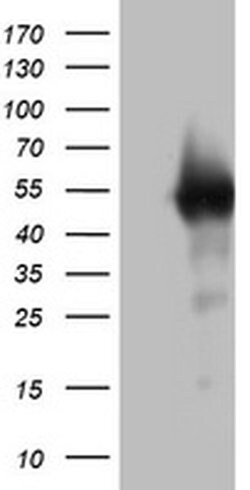SPATA2L Monoclonal Antibody (OTI3E5), TrueMAB , OriGene 100 &mu;L; Unconjugated:Antibodies,