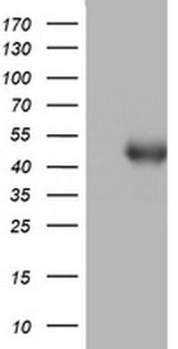 SPATA2L Monoclonal Antibody (OTI2D8), TrueMAB , OriGene 30 &mu;L | Buy Online | Origene Technologies | Fisher Scientific
