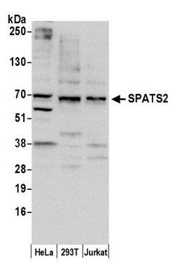 SPATS2/SPATA10 Polyclonal Antibody, Bethyl Laboratories 20 &mu;L; Unconjugated:Antibodies,