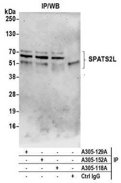 SPATS2L Rabbit anti-Human, Polyclonal, Bethyl Laboratories 100 &mu;L; Unconjugated:Antibodies,