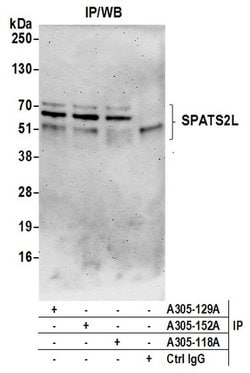 SPATS2L Rabbit anti-Human, Polyclonal, Bethyl Laboratories 100 &mu;l; Unlabeled:Antibodies,