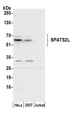 SPATS2L Rabbit anti-Human, Polyclonal, Bethyl Laboratories 100 &mu;L; Unconjugated:Antibodies,
