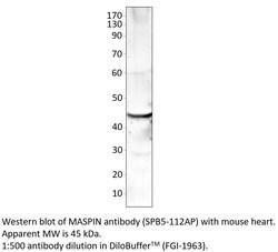 MASPIN Rabbit anti-Human, Mouse, Rat, Polyclonal, FabGennix 200 &mu;L;