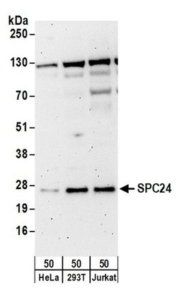 SPC24 Rabbit anti-Human, Polyclonal, Bethyl Laboratories 100 &mu;L; Unconjugated:Antibodies,