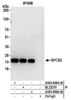 SPCS2 Polyclonal Antibody, Bethyl Laboratories 20 &mu;L; Unconjugated:Antibodies,