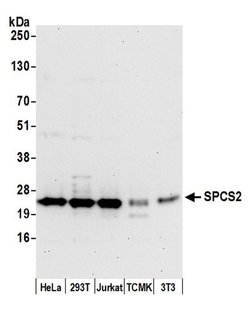 SPCS2 Polyclonal Antibody, Bethyl Laboratories:Antibodies:Primary Antibodies