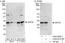 SPF30 Rabbit anti-Human, Mouse, Polyclonal, Bethyl Laboratories 100 &mu;L;