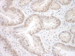SPF45 Polyclonal Antibody, Bethyl Laboratories 100 &mu;L; Unconjugated:Antibodies,