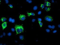SPG7 Mouse anti-Human, Clone: OTI1H4, lyophilized, TrueMAB 100 &mu;g; Unconjugated:Antibodies,