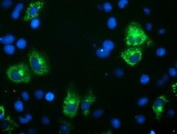 SPG7 Monoclonal Antibody (OTI2B9), TrueMAB , OriGene:Antibodies:Primary