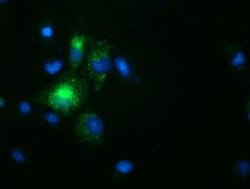 SPG7 Monoclonal Antibody (OTI3E8), TrueMAB , OriGene 100 &mu;L; Unconjugated:Antibodies,
