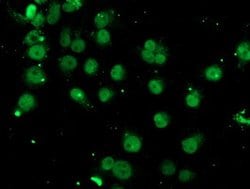 SPG7 Mouse anti-Human, Clone: OTI3H10, lyophilized, TrueMAB 100 &mu;g;