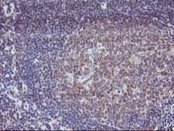SPG7 Mouse anti-Human, Clone: OTI1D3, lyophilized, TrueMAB 100 &mu;g; Unconjugated:Antibodies,