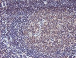 SPG7 Monoclonal Antibody (OTI1D3), TrueMAB , OriGene:Antibodies:Primary